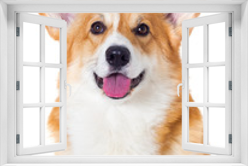 Fototapeta Naklejka Na Ścianę Okno 3D - welsh corgi dog smiling on a white background