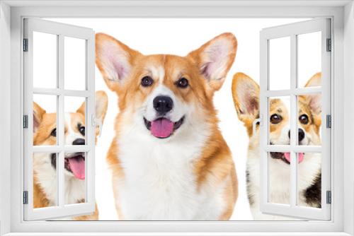 Fototapeta Naklejka Na Ścianę Okno 3D - welsh corgi dog smiling on a white background