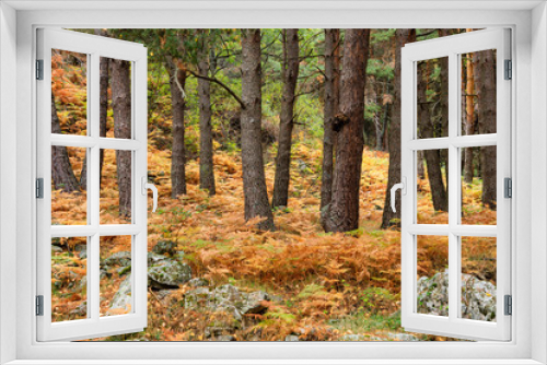 Fototapeta Naklejka Na Ścianę Okno 3D - Ferns in autumn in the mountains of Madrid, Spain