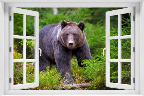 Fototapeta Naklejka Na Ścianę Okno 3D - European brown bear in the forest. Big brown bear in forest.