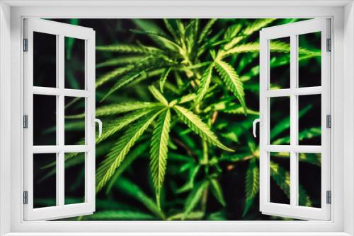 Fototapeta Naklejka Na Ścianę Okno 3D - beautiful green bush cannabis bust