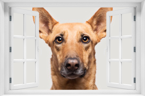 Fototapeta Naklejka Na Ścianę Okno 3D - Portrait of a brown dog.