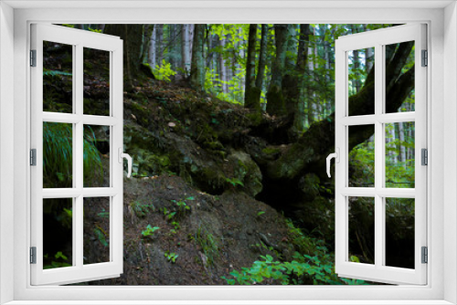 Fototapeta Naklejka Na Ścianę Okno 3D - Beautiful green forest