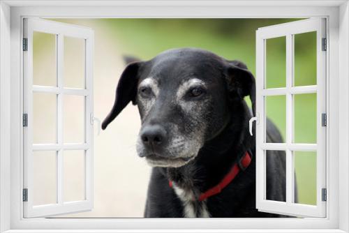 Fototapeta Naklejka Na Ścianę Okno 3D - Alter schwarzer Hund