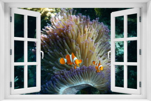 Fototapeta Naklejka Na Ścianę Okno 3D - Clown Fish in Coral Reef