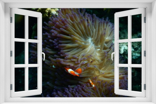 Fototapeta Naklejka Na Ścianę Okno 3D - Coral Reef Photography