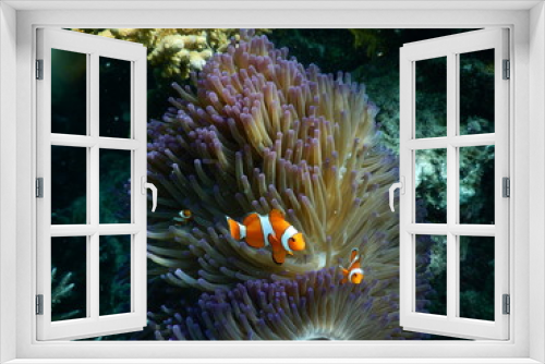 Fototapeta Naklejka Na Ścianę Okno 3D - Clown Fish in Coral reef Photography