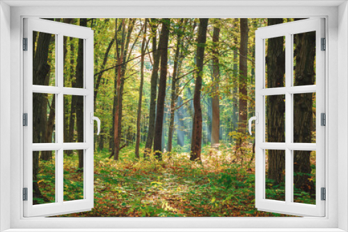 Fototapeta Naklejka Na Ścianę Okno 3D - Autumn green forest on a clear sunny day