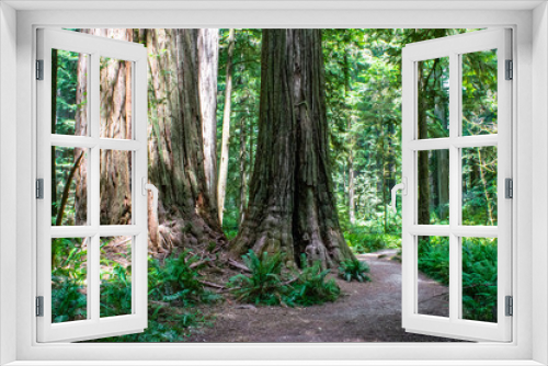 Fototapeta Naklejka Na Ścianę Okno 3D - Trail in Beautiful Redwood Forest in Northern California Jedediah Smith Redwoods State Park, California, USA