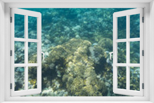 Fototapeta Naklejka Na Ścianę Okno 3D - Indian Ocean Corals