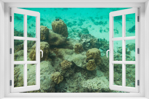 Fototapeta Naklejka Na Ścianę Okno 3D - Indian Ocean Corals