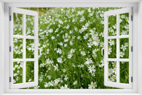 Fototapeta Naklejka Na Ścianę Okno 3D -  Stellaria dichotoma small white flowers on grass