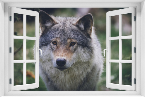 Fototapeta Naklejka Na Ścianę Okno 3D - Grey wolf portrait in the wilderness. Wolf, animal, wildlife, northern america, usa, alaska, predator, killer concept.