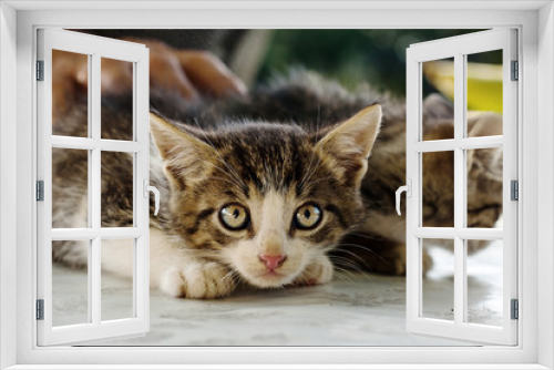 Fototapeta Naklejka Na Ścianę Okno 3D - scared little cat