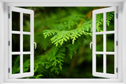 Fototapeta Naklejka Na Ścianę Okno 3D - fern in forest