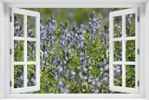 Fototapeta Naklejka Na Ścianę Okno 3D - field flowers
