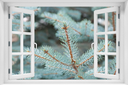 Fototapeta Naklejka Na Ścianę Okno 3D - blue fir-tree