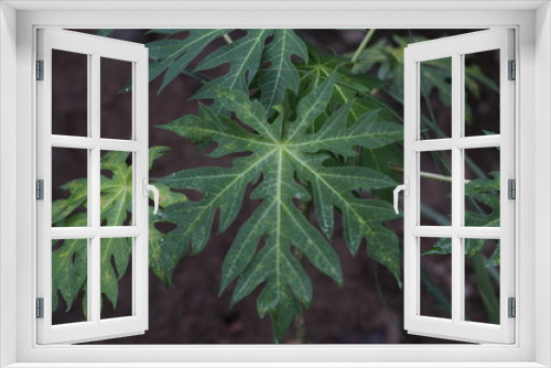 Fototapeta Naklejka Na Ścianę Okno 3D - Natural shape most creative of papaya leaf