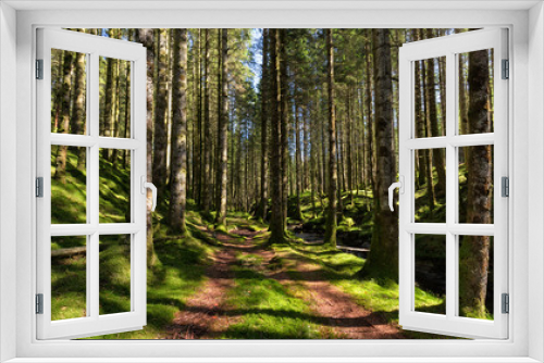 Fototapeta Naklejka Na Ścianę Okno 3D - Spruce Forest Trail
