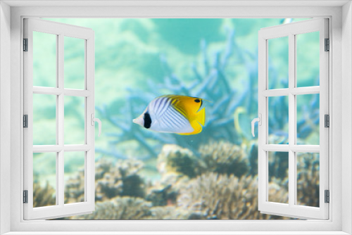 Fototapeta Naklejka Na Ścianę Okno 3D - Under water photo, Threadfin Butterflyfish, yellow and white butterfly fish in coral reefs, Tropical ocean, Palau, Pacific