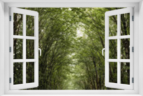 Fototapeta Naklejka Na Ścianę Okno 3D - Tree Lined Path