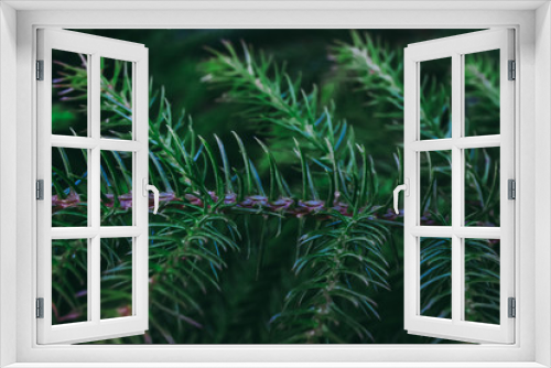 Fototapeta Naklejka Na Ścianę Okno 3D - Top view of closeup to young pine tree leaf.