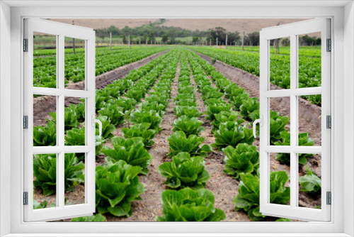 Fototapeta Naklejka Na Ścianę Okno 3D - Rows of lettuce on an organic farm