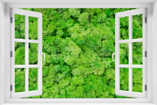 Fototapeta Naklejka Na Ścianę Okno 3D - Texture of green eco-friendly moss closeup.