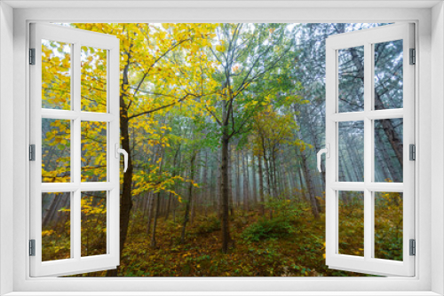 Fototapeta Naklejka Na Ścianę Okno 3D - misty green forest