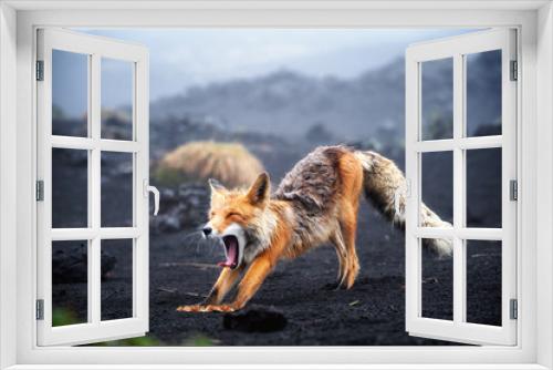 Fototapeta Naklejka Na Ścianę Okno 3D - Funny red fox stretches. Concept - funny animals in the wild