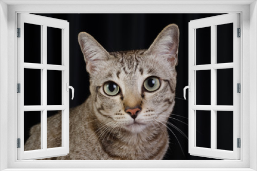 Fototapeta Naklejka Na Ścianę Okno 3D - Cat on a black background 