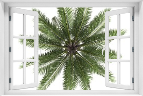 Fototapeta Naklejka Na Ścianę Okno 3D - tree top view on white background