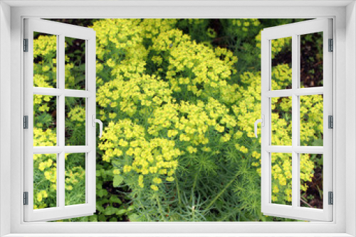 Fototapeta Naklejka Na Ścianę Okno 3D - Decorative garden plant Euphorbia cyparissias on a flower bed