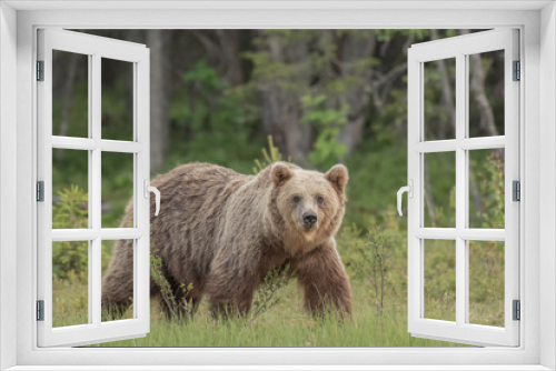Fototapeta Naklejka Na Ścianę Okno 3D - Brown bear (Ursus arctos) walking on a Finnish bog on a sunny summer evening
