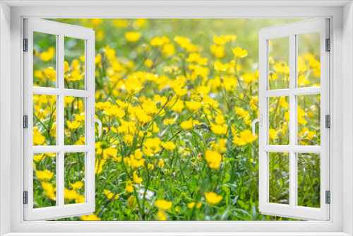Fototapeta Naklejka Na Ścianę Okno 3D - Green meadow with yellow wildflowers in the sunshine