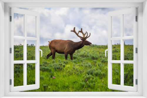 Fototapeta Naklejka Na Ścianę Okno 3D - Elk in the Meadows of Yellowstone National Park