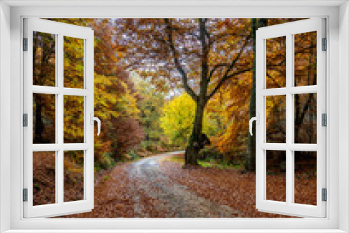 Fototapeta Naklejka Na Ścianę Okno 3D - beech forests in autumn, beauty
