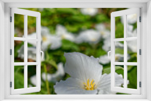 Fototapeta Naklejka Na Ścianę Okno 3D - white flower in garden