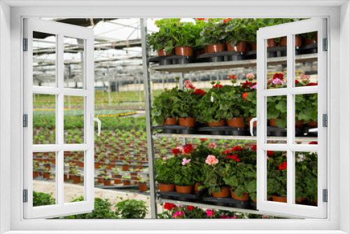 Fototapeta Naklejka Na Ścianę Okno 3D - Geranium flowers carefully growing in flowerpots in glasshouse farm