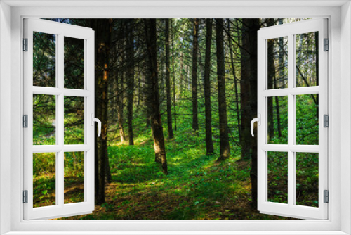Fototapeta Naklejka Na Ścianę Okno 3D - Beautiful place in deep of wild summer forest