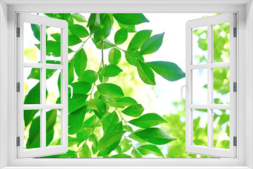 Fototapeta Naklejka Na Ścianę Okno 3D - Tropical plant leaves with warm light growing in botanical garden and green nature background 