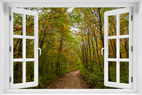 Fototapeta Naklejka Na Ścianę Okno 3D - path in misty forest