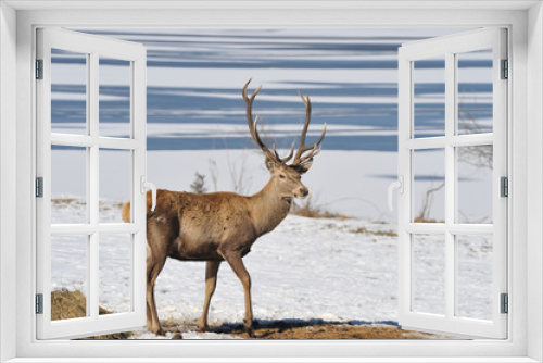 Fototapeta Naklejka Na Ścianę Okno 3D - deer in winter