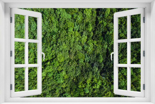 Fototapeta Naklejka Na Ścianę Okno 3D - aerial top view of a pine trees field