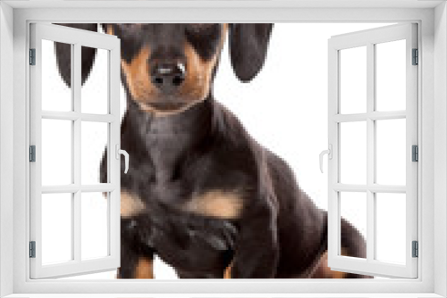 Fototapeta Naklejka Na Ścianę Okno 3D - Dachshund, Teckel puppy