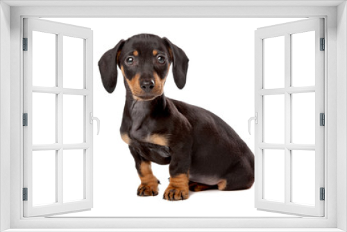 Fototapeta Naklejka Na Ścianę Okno 3D - Dachshund, Teckel puppy