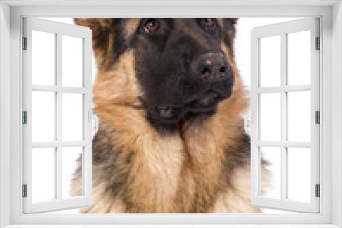 Fototapeta Naklejka Na Ścianę Okno 3D - jeune chien de 6 mois berger allemand