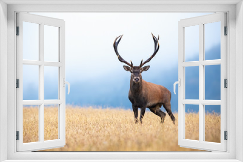 Fototapeta Naklejka Na Ścianę Okno 3D - A beautiful red deer, cervus elaphus, stag on the meadow surrounded by the mountains hidden in the mist. A mysterious cervid showing its dominance in the misty morning. Foggy atmosphere with mammal.