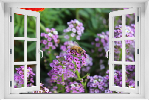 Fototapeta Naklejka Na Ścianę Okno 3D - Bee resting on purple  flowers