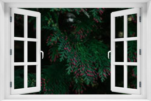 Fototapeta Naklejka Na Ścianę Okno 3D - Blooming thuja